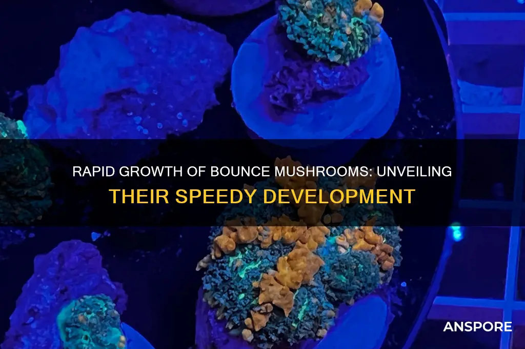 how fast do bounce mushrooms grow