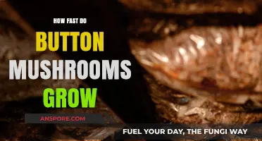 Rapid Growth of Button Mushrooms: A Time-Lapse Cultivation Guide