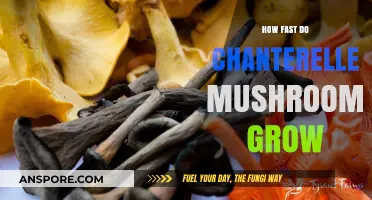 Chanterelle Mushrooms Growth Rate: How Quickly Do They Develop?