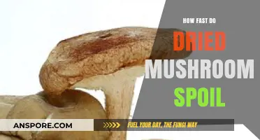 Mushroom Longevity: Dried Variety's Expiry and Preservation