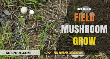 Rapid Growth of Field Mushrooms: Unveiling Their Speedy Development