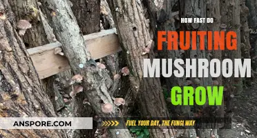 Rapid Growth of Fruiting Mushrooms: Unveiling Their Speedy Development