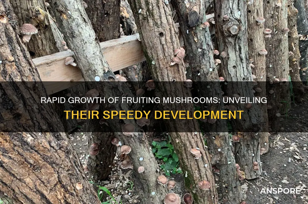 how fast do fruiting mushrooms grow
