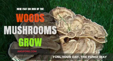 Hen of the Woods Mushroom Growth Speed: A Quick Guide