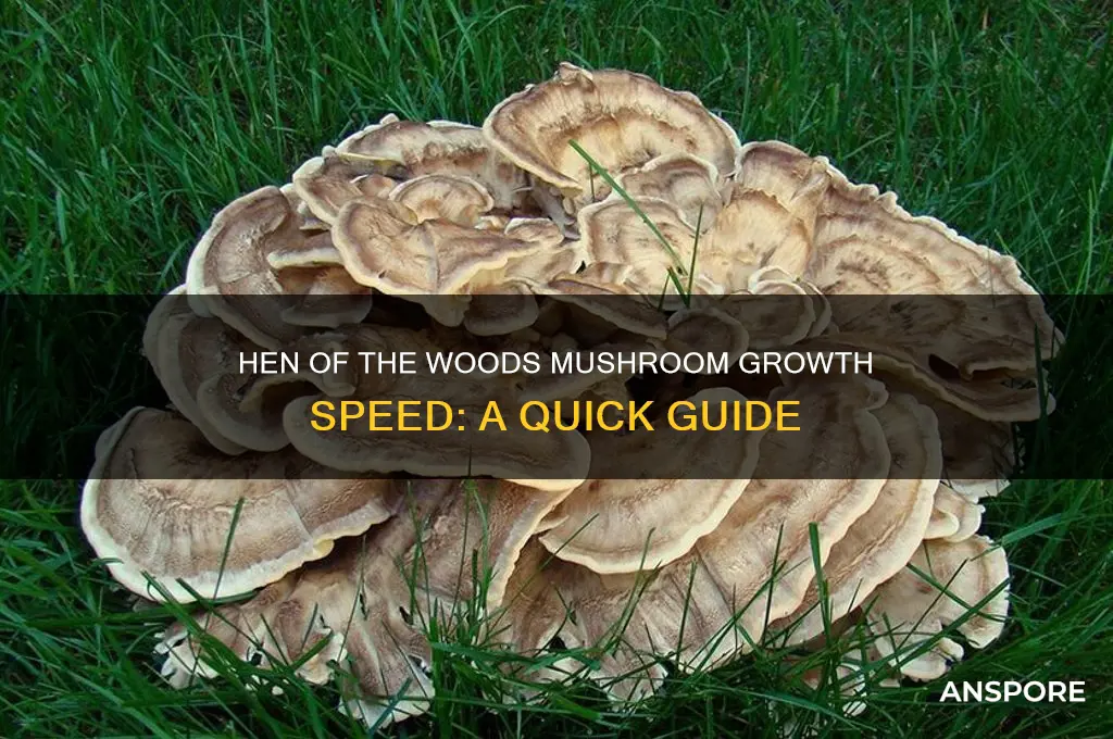 how fast do hen of the woods mushrooms grow