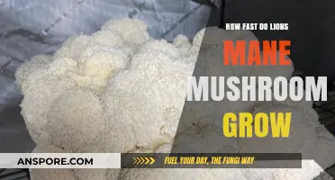 Lion's Mane Mushroom Growth Speed: Unveiling the Fascinating Timeline