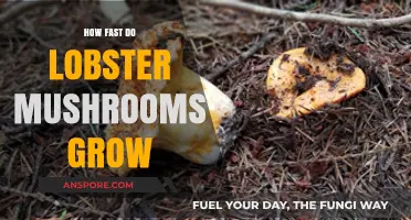 Lobster Mushrooms Growth Speed: Unveiling Their Rapid Development Process