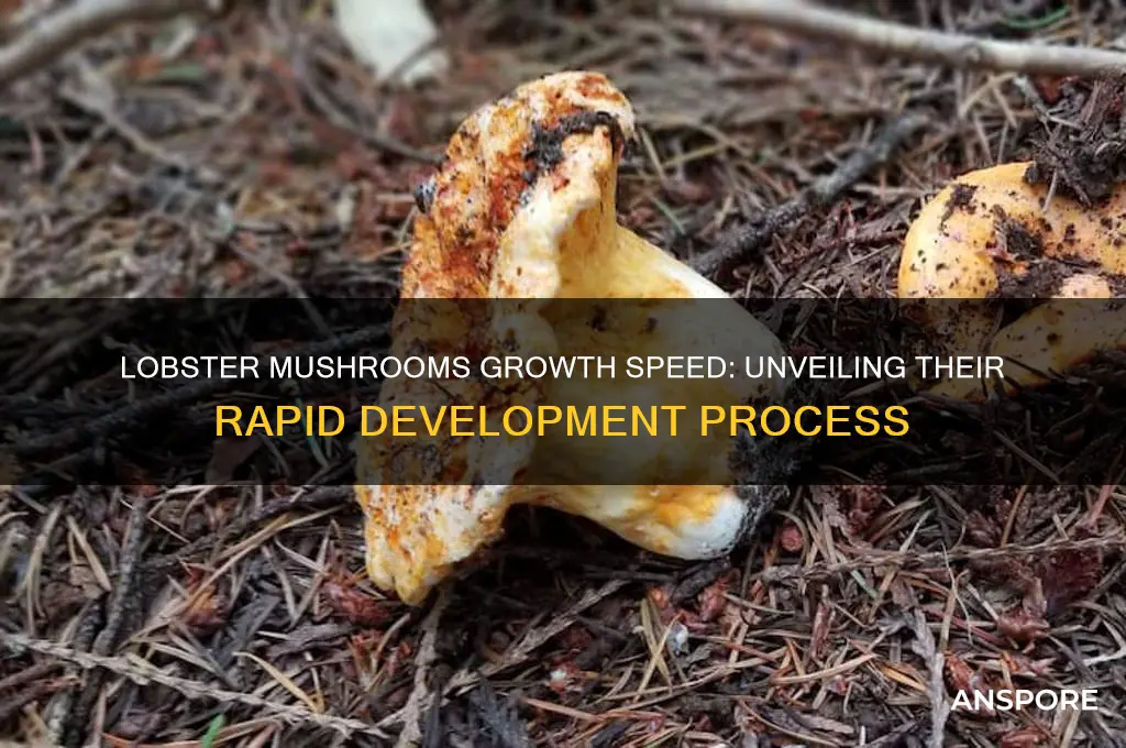 how fast do lobster mushrooms grow