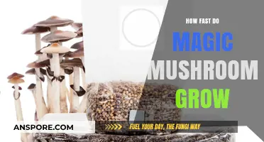 Rapid Growth of Magic Mushrooms: Cultivation Speed Explained