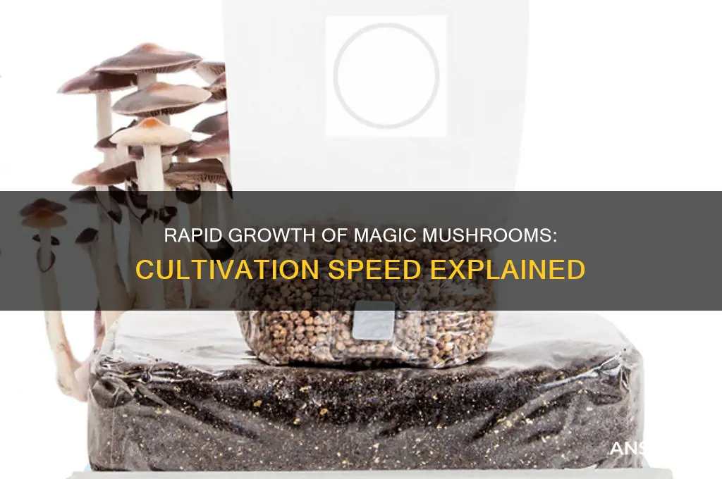 how fast do magic mushrooms grow