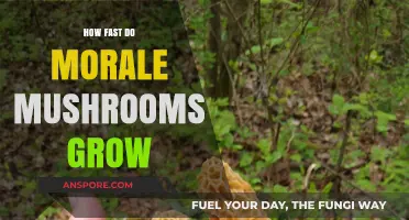 How Fast Do Morale Mushrooms Grow: A Growth Timeline
