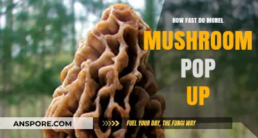 How Quickly Do Morel Mushrooms Appear After Rainfall?