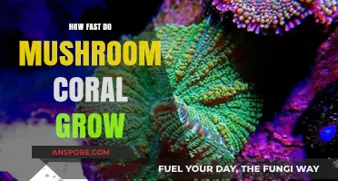 Mushroom Coral Growth Rate: Unveiling Their Rapid Underwater Expansion