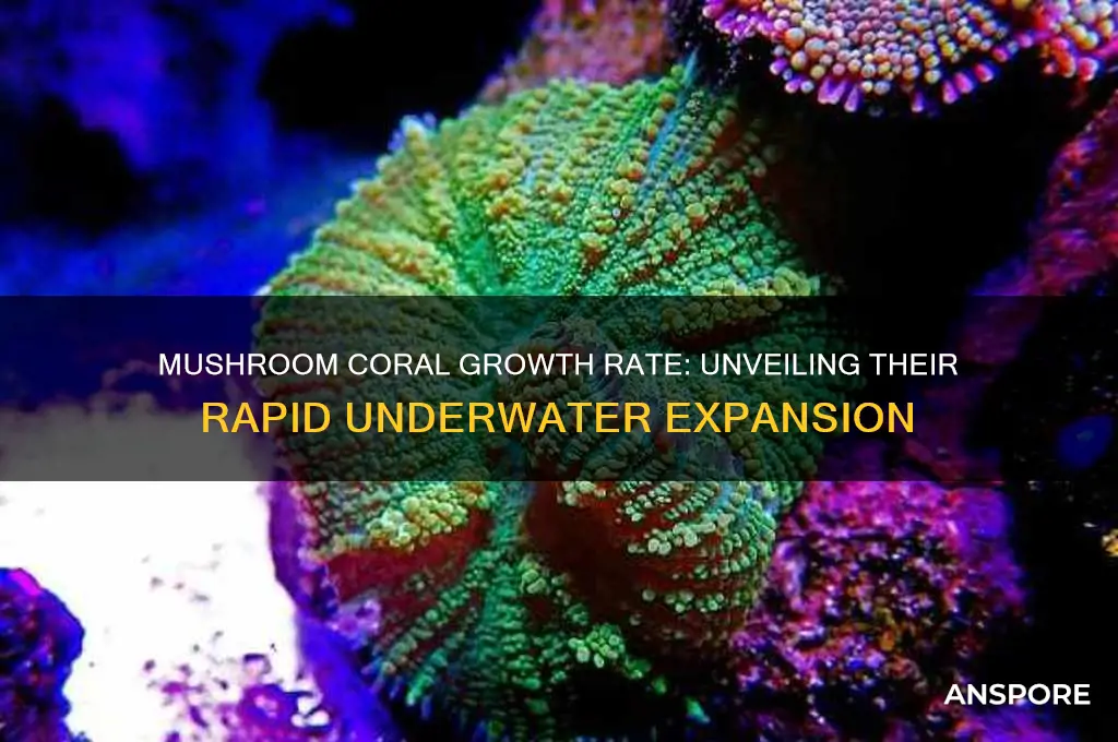 how fast do mushroom coral grow