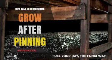 Mushroom Growth Speed: Post-Pinning Development Explained in Detail
