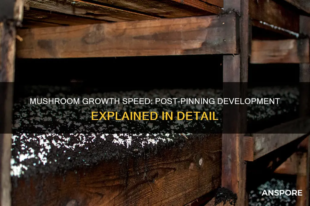 how fast do mushrooms grow after pinning