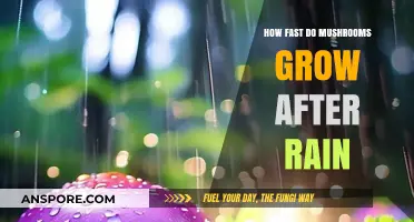 Post-Rain Mushroom Growth: How Quickly Do Fungi Thrive After Showers?
