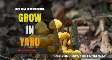 How Quickly Do Mushrooms Grow in Your Yard? A Guide