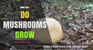 Rapid Mushroom Growth: Unveiling the Speedy World of Fungi Cultivation