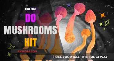Magic Mushrooms: Trip Timing and Effects