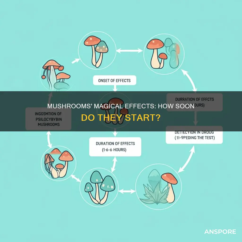 how fast do mushrooms kick in
