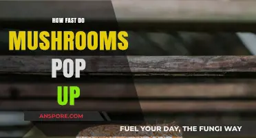 The Magic of Mushroom Growth: From Soil to Sprout