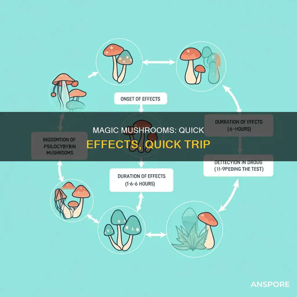 how fast do mushrooms take effect