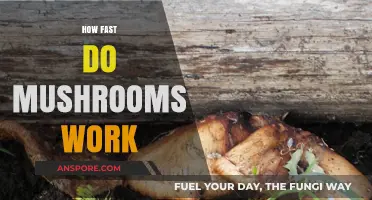Mushrooms: Understanding Their Effects and Timings