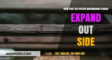 Mushroom Magic: Oyster Flushes' Outdoor Expansion