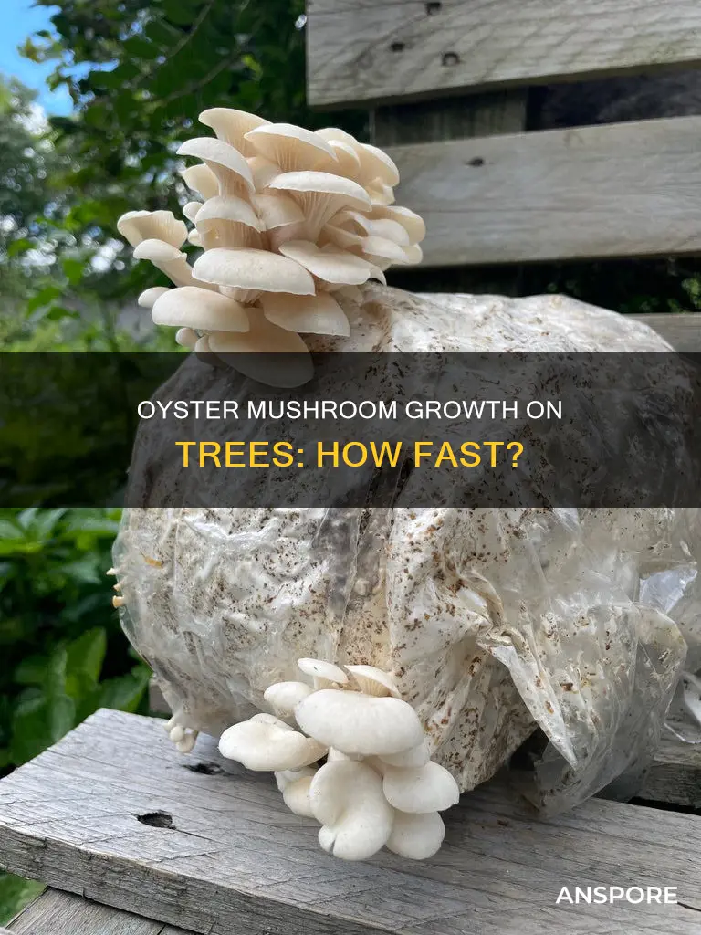 how fast do oyster mushroom flushs expand outside on trees