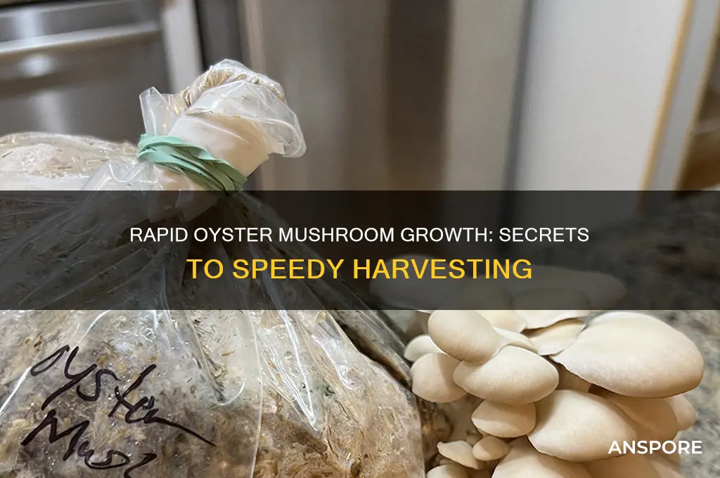 how fast do oyster mushrooms grow