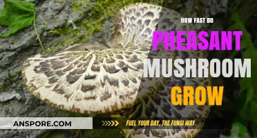 Pheasant Mushrooms Growth Rate: How Quickly Do They Develop?