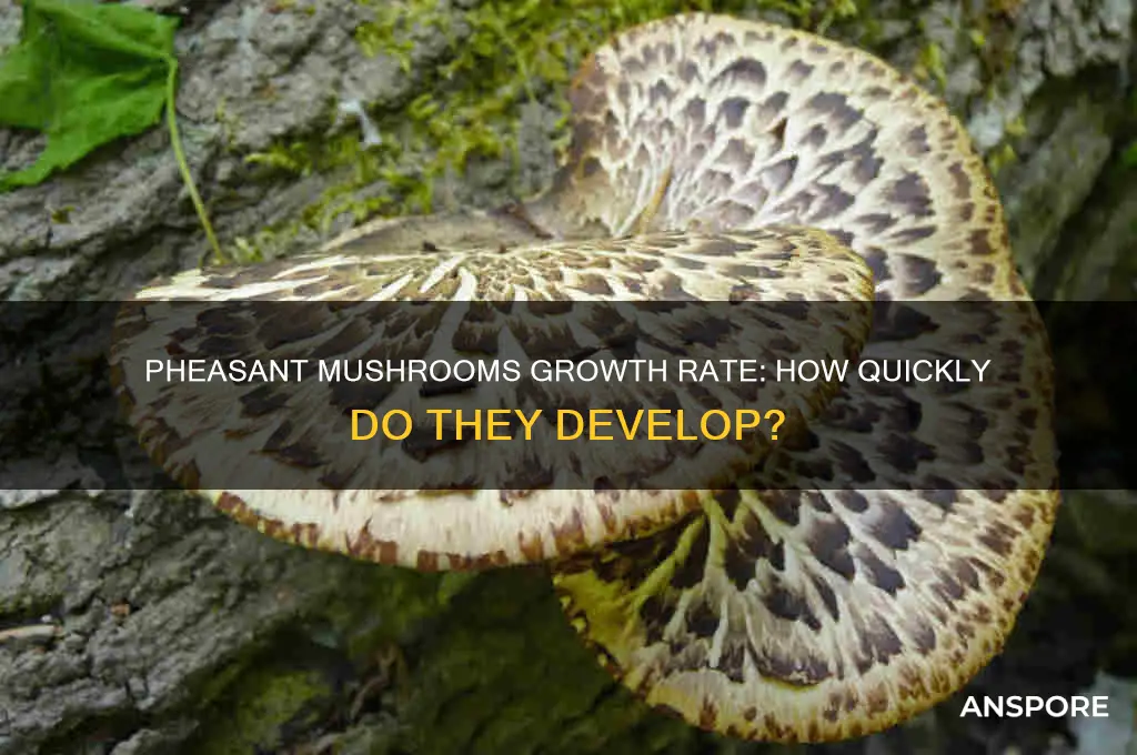 how fast do pheasant mushrooms grow