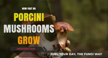 Porcini Mushroom Growth Speed: Unveiling the Secrets of Their Rapid Development