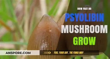 Psychedelic Growth: How Quickly Do Psilocybin Mushrooms Develop?