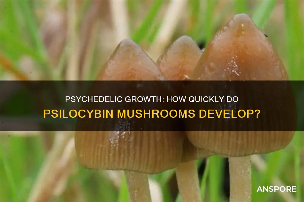 how fast do psyolibin mushrooms grow