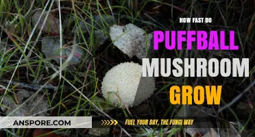 Puffball Mushrooms Growth Speed: A Fascinating Time-Lapse Journey