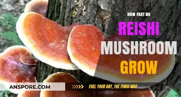 Reishi Mushroom Growth Rate: How Quickly Do They Develop?