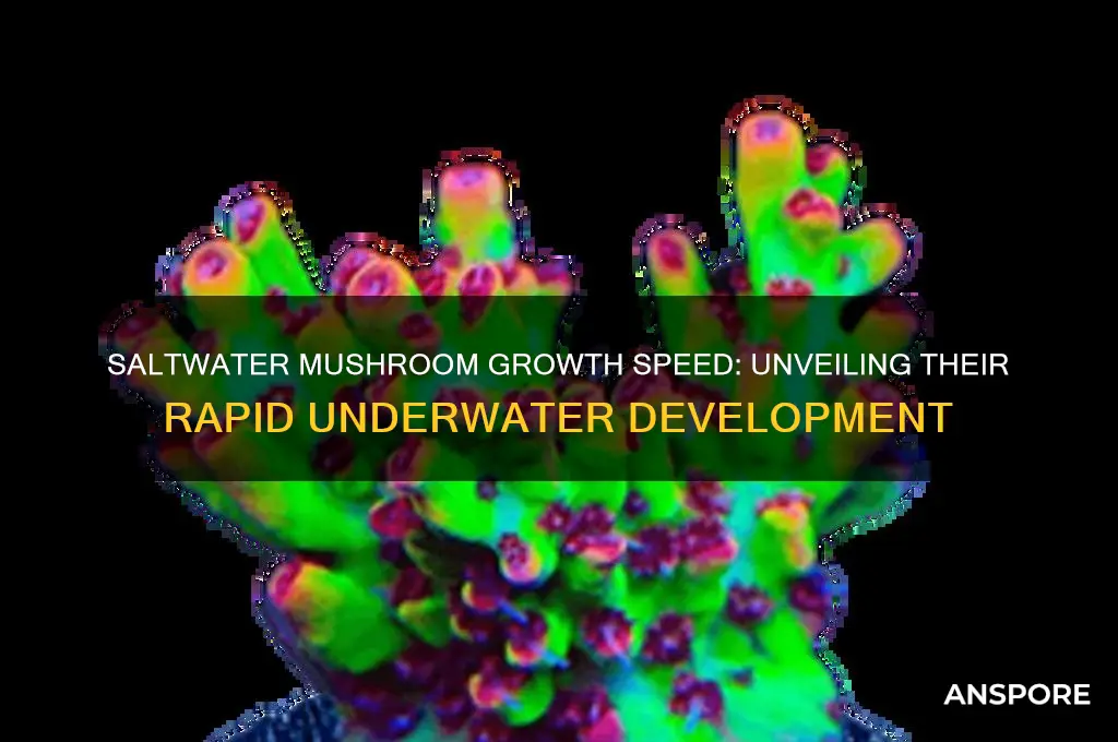 how fast do saltwater mushrooms grow