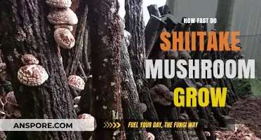 Shiitake Mushroom Growth Speed: A Comprehensive Guide to Cultivation