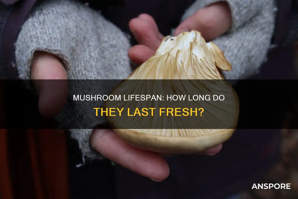 how fast do uncooked mushrooms expire