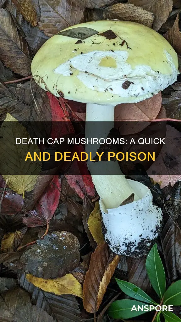 how fast does a death cap mushroom kill you