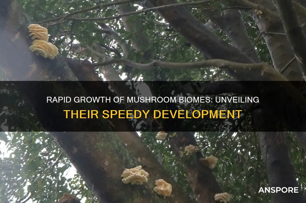 how fast does a mushroom biiome grow