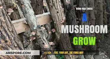 Rapid Mushroom Growth: Unveiling the Speedy Development of Fungi