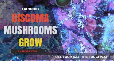 Discoma Mushrooms Growth Rate: How Quickly Do They Develop?