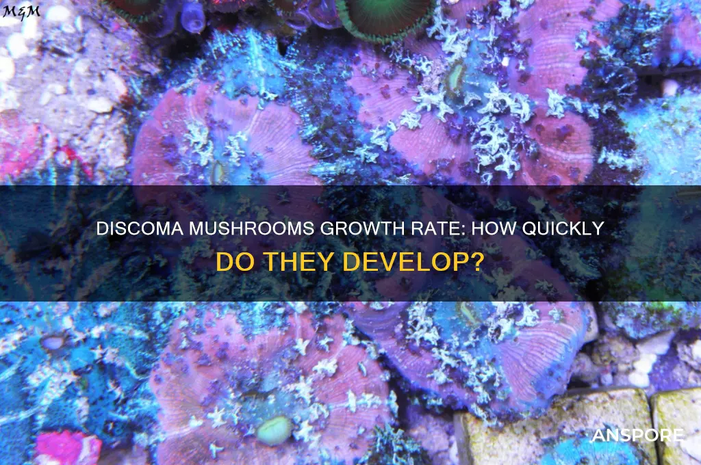 how fast does discoma mushrooms grow