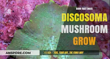 Discosoma Mushrooms Growth Rate: How Quickly Do They Spread?