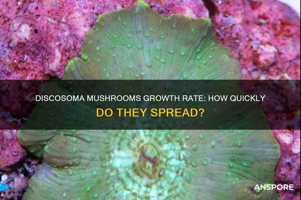 how fast does discosoma mushrooms grow