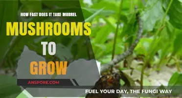 Quick Guide: Morrel Mushroom Growth Speed and Timeline Explained