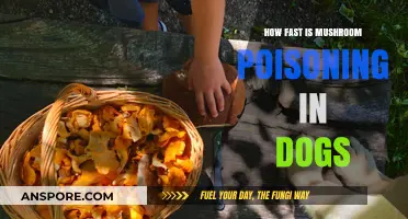 Mushroom Poisoning in Dogs: Speed, Symptoms, and Immediate Actions